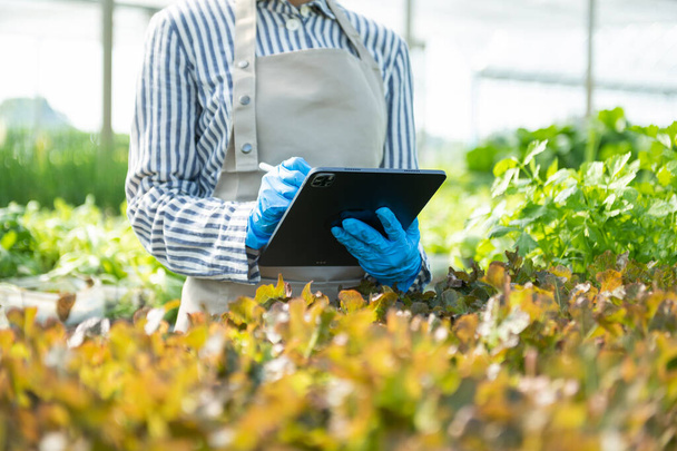 Farmer woman using digital tablet computer in field, technology application in agricultural growing activity, greenhouse concept - 写真・画像