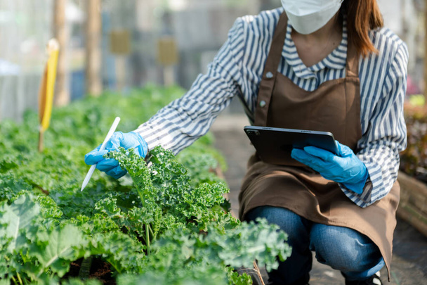 Maanviljelijä nainen, joka käyttää digitaalista taulutietokonetta alalla, tekniikan soveltaminen maataloustuotannossa, kasvihuoneilmiö - Valokuva, kuva