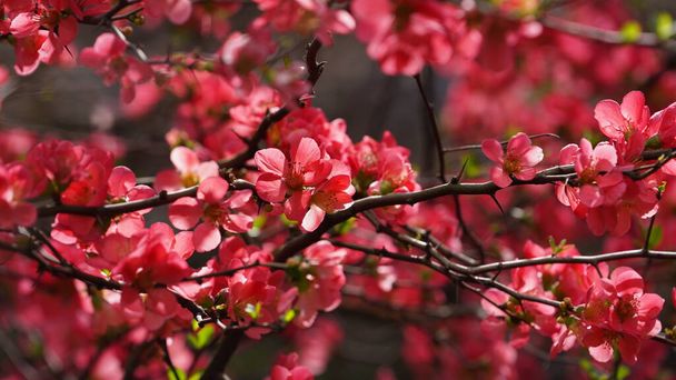 I bellissimi fiori che fioriscono in giardino in primavera con la calda luce del sole - Foto, immagini