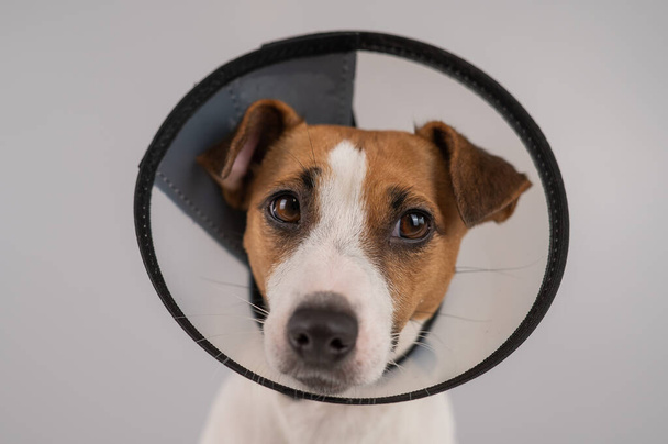 Jack Russell Terrier dog in plastic cone after surgery - Fotoğraf, Görsel