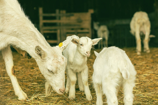 Cabras bebé con su madre en la granja de animales. Foto de alta calidad - Foto, Imagen