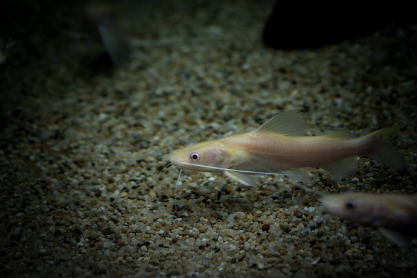 Albino yellow mytus. The body is long, slender, without scales, torso and all fins are pinkish orange. The fat fins are as long as the base of the anal fin. The head is wide, flat, wide mouth, with 4 pairs of antennae. - Photo, Image