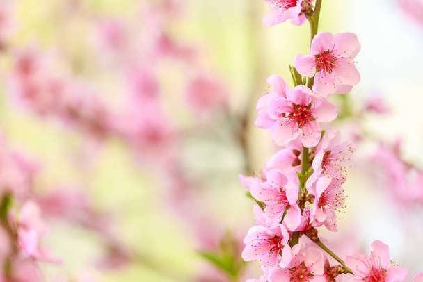 Voorjaarsachtergrond met roze bloemen. Takken van bloeiende amandel macro met zachte focus achtergrond. Sakura. Bloeiende kers. Pasen en voorjaarskaarten. Mooie roze achtergrond. - Foto, afbeelding