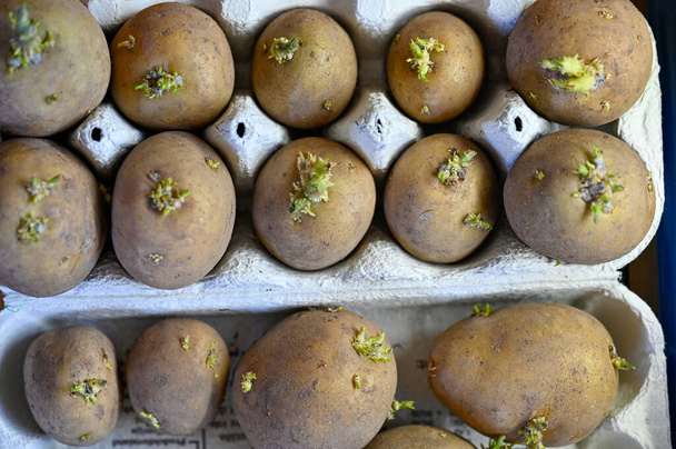 Seed potatoes lying near window before planting Kumla Sweden april 20 2023 - Photo, Image
