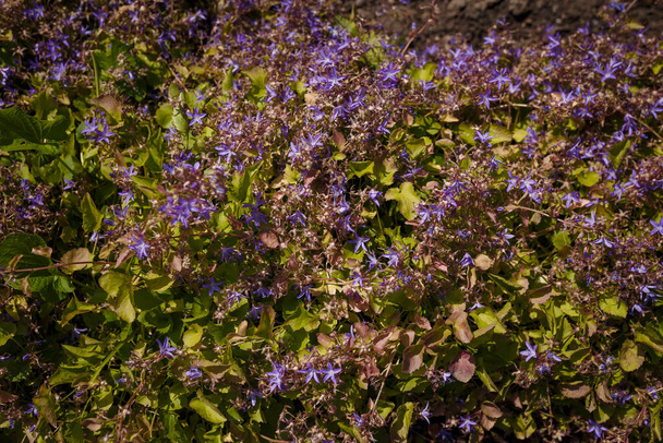 Beautiful purple campanula poscharskyana flowering plant texture, top view - Photo, Image