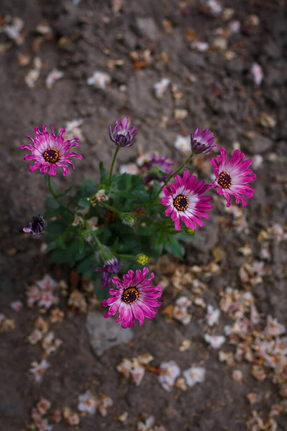 Pink white osteospermum or dimorphotheca flowers, African daisy or star of the veldt. Spring garden ornamental flowering plants - Fotó, kép