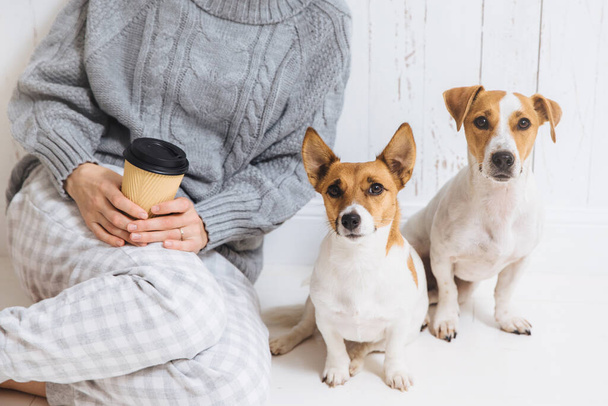 Prise de vue recadrée d'une femelle méconnaissable en pull chaud tricoté, tient un café à emporter, s'assoit près de ses deux chiens préférés, qui regardent directement dans la caméra. Magnifiques animaux posent, avoir de bonnes relations - Photo, image