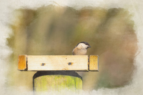 Willow Tit, Poecile montanus digital watercolour painting against a natural woodland background during winter in the UK. - Foto, Imagen