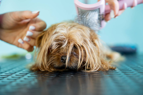 Grooming animals, drying and styling dogs, combing wool. Grooming master cuts and shaves, cares for a dog. Beautiful Yorkshire Terrier - Φωτογραφία, εικόνα