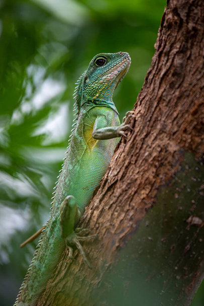 Chinese Water Dragon - Physignathus cocincinus - Side view and closeup - Photo, Image