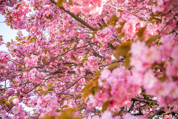 Kirschblüten im Garten. Anfang des Frühlings April Blüte. - Foto, Bild
