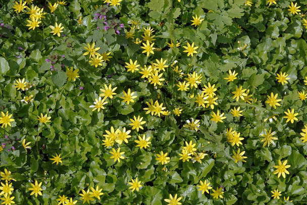 Flowers Chistyak vernalis or Ranunculus vernalis or Salata or Lettuce in early spring outdoors - Photo, Image