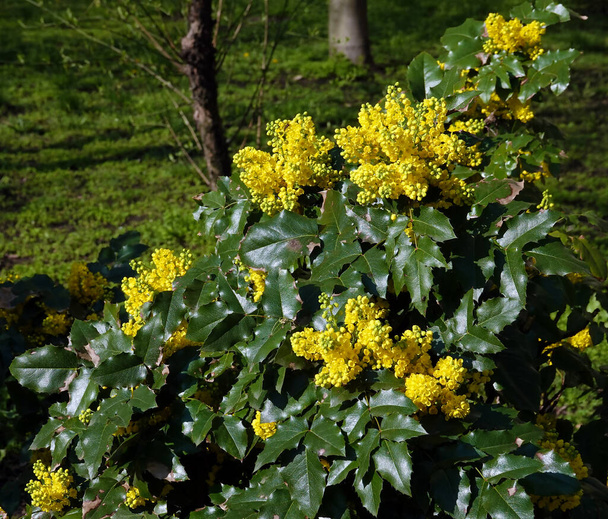 Magonia Holly struik met mooie gele bloemen, Barberry familie - Foto, afbeelding