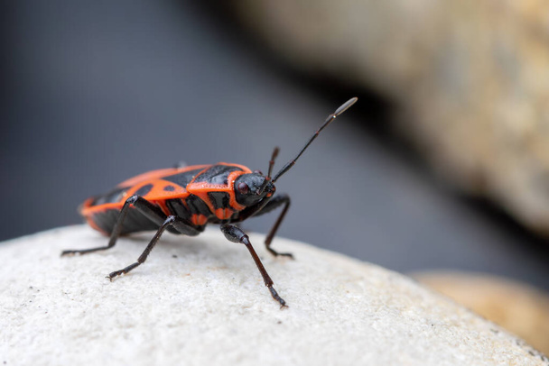 Firebug, Pyrrhocoris apterus, є поширеною комахою родини Pyrrhocoridae з яскраво-червоним і чорним забарвленням. - Фото, зображення