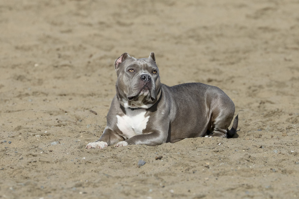 Sininen nenä pitbull poseeraa hiekassa
 - Valokuva, kuva
