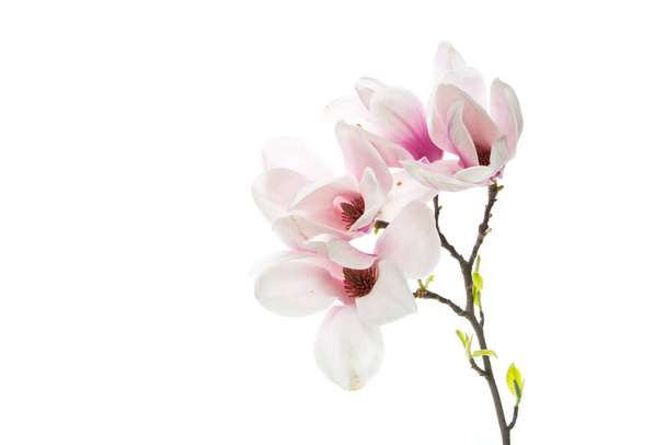 Branch with blooming pink Magnolia flowers isolated on white background - Valokuva, kuva