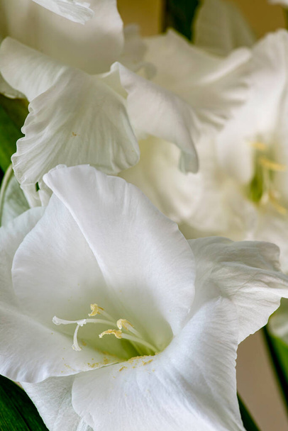 White gladiolus flowers close up on a blurred background. Soft selective focus - Fotoğraf, Görsel