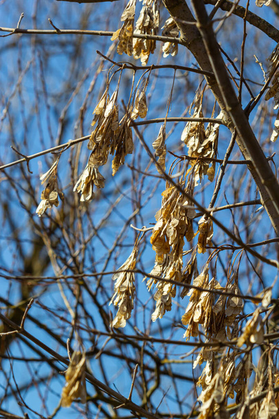 Yellow maple seeds against the blue sky. Macro. Maple branches with golden seeds on a clear sunny day. Close-up. Early spring concept. Bright beautiful nature background. - Photo, Image