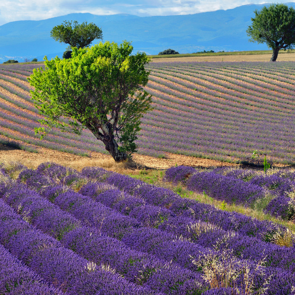 Lavender field - Foto, afbeelding