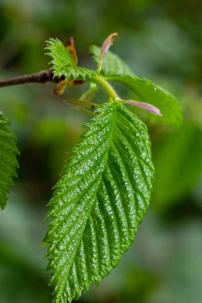 Young green leaves of Carpinus betulus, the European or common hornbeam. Beautiful twigs on blurred brown spring background. Nature concept for any design. Place for your text. Selective focus. - Photo, Image