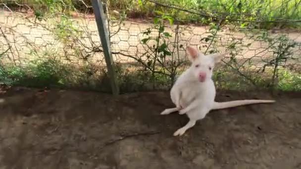Carino curioso albino wallaby saltellando, toccando wallaby. Filmati 4k di alta qualità - Filmati, video
