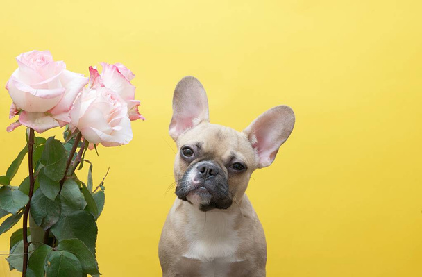Francuski buldog rasy pies siedzi obok bukiet róż na żółtym tle w studiu fotograficznym, pochylając głowę słodko. Dużo miejsca na tekst.. - Zdjęcie, obraz