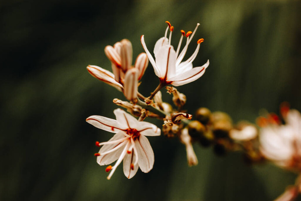 Asphodelus ramosus pequenas flores brancas em plena floração crescendo em um selvagem no jardim botânico primavera. Plantas de primavera elegantes florescem. Cabeça de flor comum asphodel. Tropical natureza macro detalhes papel de parede. - Foto, Imagem