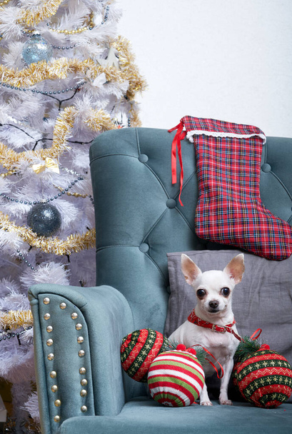Ένα σκυλί chihuahua με πολλά χριστουγεννιάτικα παιχνίδια διάσπαρτα γύρω κάθεται σε μια πολυθρόνα ανάμεσα στο εορταστικό εσωτερικό. Ο σκύλος περιμένει τον εορτασμό της Πρωτοχρονιάς κοιτάζοντας την κάμερα.. - Φωτογραφία, εικόνα