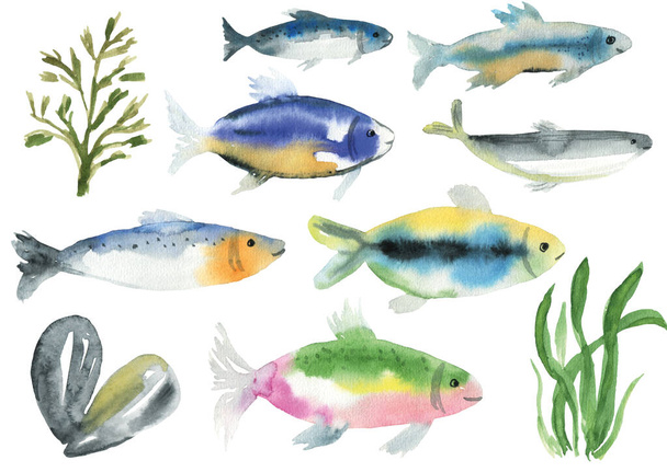 Aquarell-Set von Fischen, Muscheln und Algen. Kollektion für Speisekarte, Kleidung, Mode, Tapeten, Textildruck. - Foto, Bild