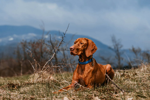 Vizsla dog lying and resting in mountain valley. Golden rust hungarian pointer in nature during hiking trip. Enjoy dog-friendly vacation and outdoor activities. Hiking and travel with pets concept. - Photo, image