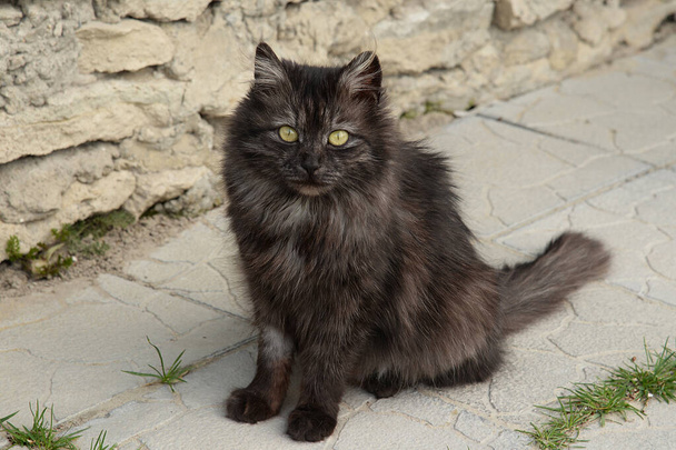 Кошачья кошка, или кошачья кошка (лат. Felis silarris catus), а также его родственник, кошачий дикий (лес)) - Фото, изображение