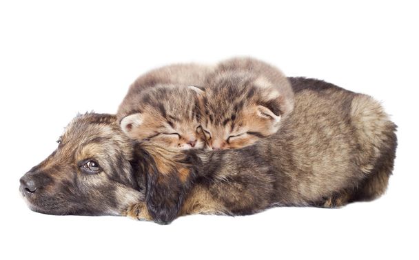 puppy and kittens sleeping together - Photo, Image
