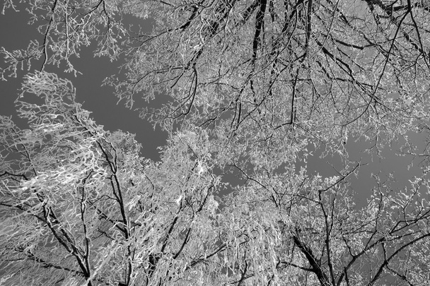 Kar, siyah ve beyaz ile ağacı - Fotoğraf, Görsel