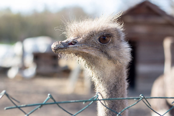 Muilkorf van een struisvogel close-up. - Foto, afbeelding