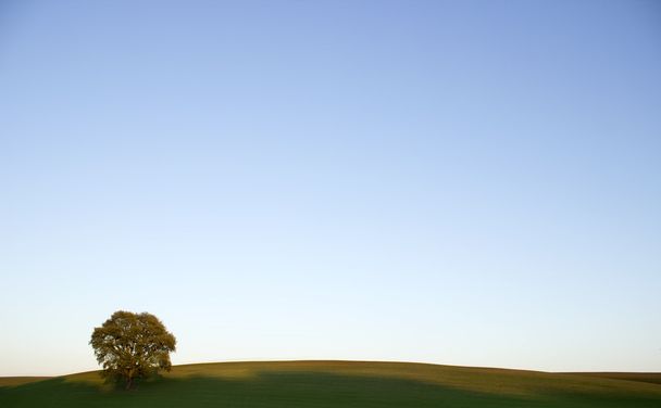 Yksinäinen puu
 - Valokuva, kuva