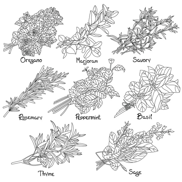 Szerkezeti gyógynövények - Vektor, kép