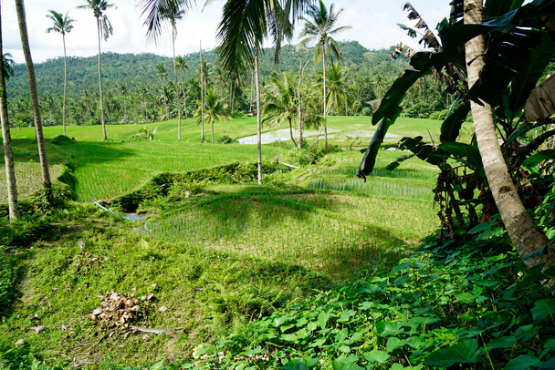 campos de arroz cênicos na ilha de bohol nas filipinas - Foto, Imagem