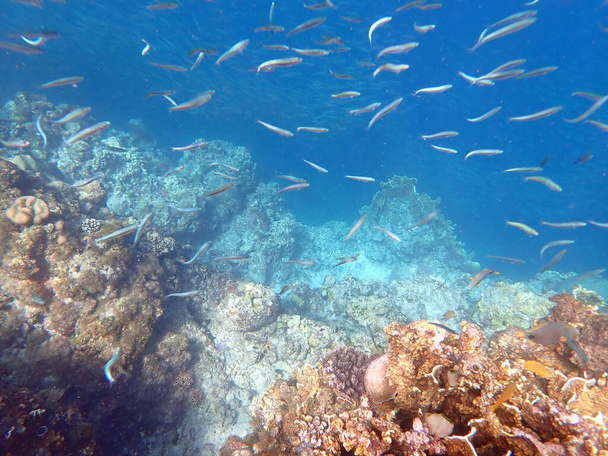 kleurrijke onderwaterlandschap op het Filippijnse eiland cebu - Foto, afbeelding