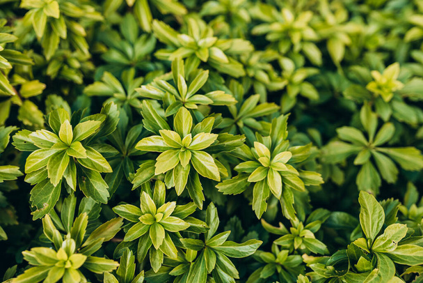 Japanese pachysandra or Pachysandra terminalis. Green plant background. - Photo, Image