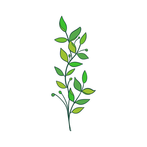 Green sprig of rosemary cartoon style, isolated vector icon. Graphic element for packaging, logo, for rosemary products. - Vector, Image