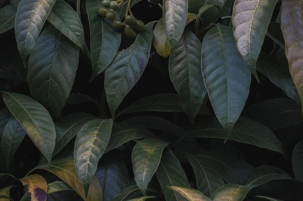 Zblízka zelené listy s mělkou hloubkou pole, příroda pozadí - Fotografie, Obrázek