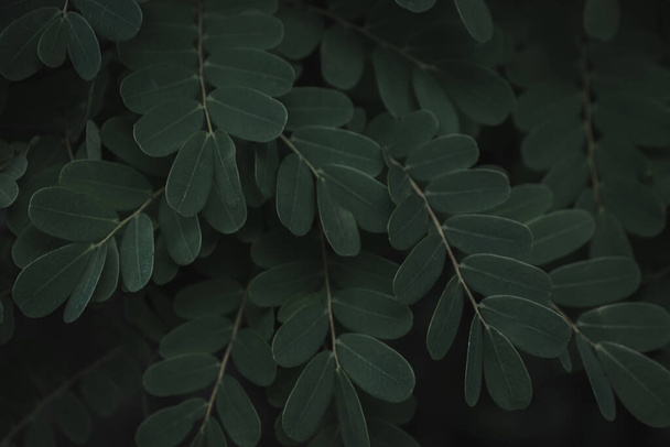 Close up of green leaves. Nature background. Selective focus. - Photo, image