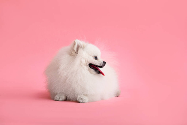 Портрет милого пушистого щенка Померанского шпица. Маленькая улыбающаяся собака лежит на ярком розовом фоне. - Фото, изображение