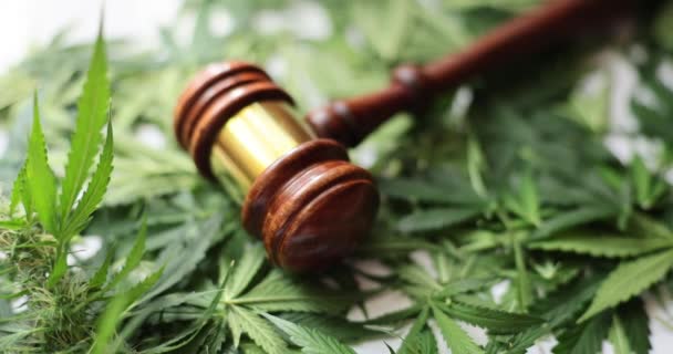 Legalità della cannabis medica e della cannabis legale e illegale nel mondo. Martelletto di legno del giudice con fiore di marijuana CBD - Filmati, video