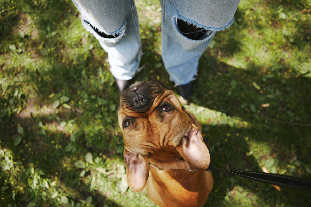 Cute brown puppy sitting on grass in front of it's owner. Overhead photo of adorable young French bulldog looking up - Фото, изображение