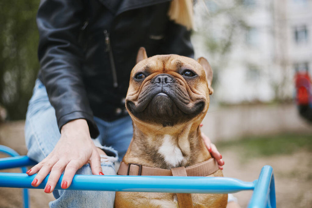 Funny French bulldog riding on a merry go round with owner. Portrait of a cute young dog mug - Fotó, kép