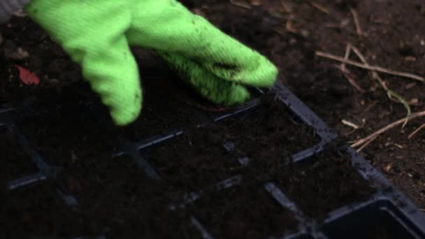 Puutarhuri valmistelee komposti kasvi kasvaa propagator lähikuva 4k laukaus valikoiva painopiste - Materiaali, video