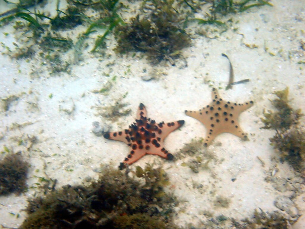 víz alatti világ moalboal a cebu szigeten - színes tengeri csillag  - Fotó, kép