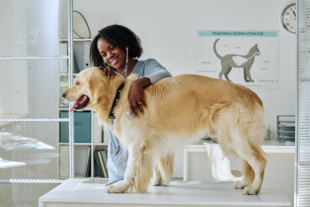African nurse examining heartbeat of retriever dog with stethoscope at vet clinic - Photo, Image