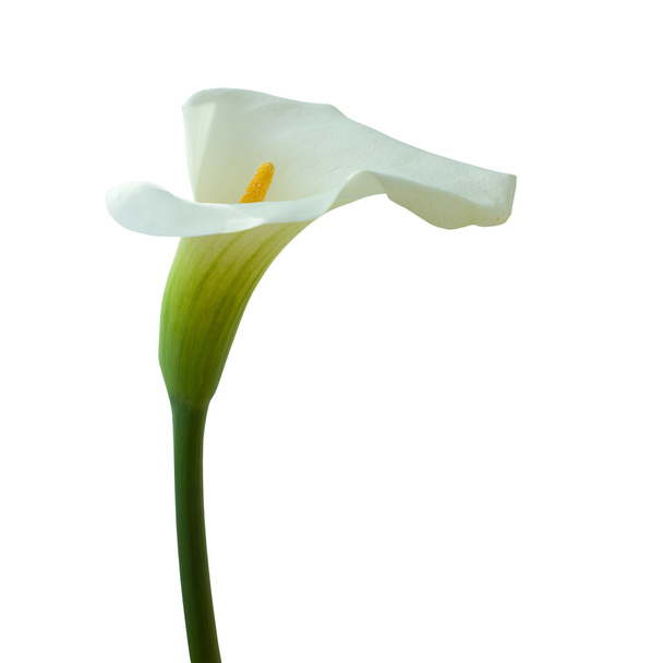 Calla lily üzerine beyaz izole - Fotoğraf, Görsel